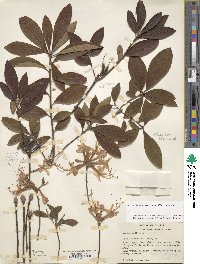 Rhododendron periclymenoides image