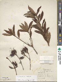 Rhododendron periclymenoides image
