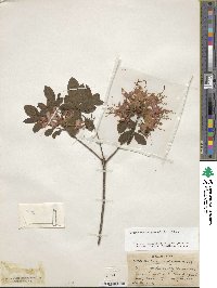 Rhododendron periclymenoides image