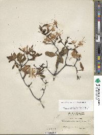 Rhododendron periclymenoides image