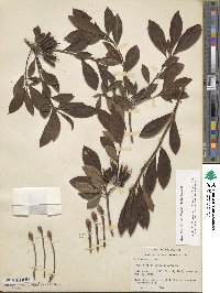 Rhododendron periclymenoides image