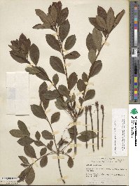 Rhododendron periclymenoides image
