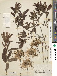 Rhododendron periclymenoides image