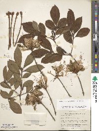 Rhododendron periclymenoides image