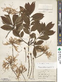 Rhododendron periclymenoides image