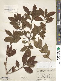 Rhododendron periclymenoides image