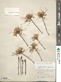 Rhododendron periclymenoides image