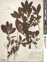 Rhododendron periclymenoides image