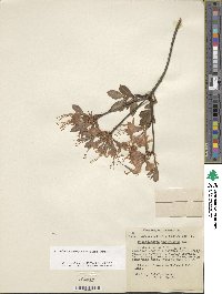 Rhododendron periclymenoides image