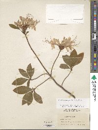 Rhododendron periclymenoides image