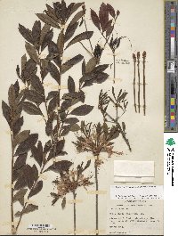 Rhododendron periclymenoides image