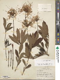 Rhododendron periclymenoides image