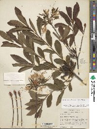 Rhododendron periclymenoides image