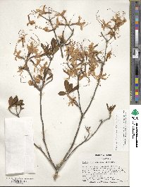 Rhododendron periclymenoides image