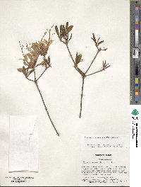 Rhododendron periclymenoides image