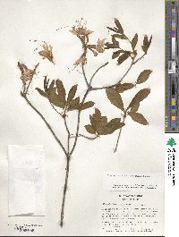 Rhododendron periclymenoides image