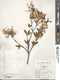 Rhododendron periclymenoides image