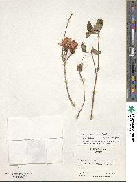 Rhododendron periclymenoides image