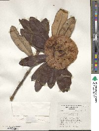 Rhododendron niveum image