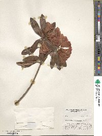 Rhododendron neriiflorum image