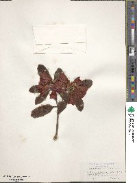 Rhododendron neriiflorum image