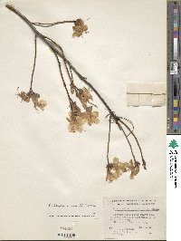 Rhododendron mucronulatum image