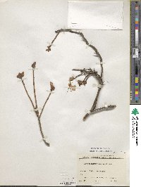 Rhododendron mucronulatum image