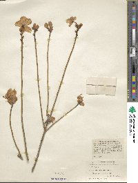 Rhododendron mucronulatum image