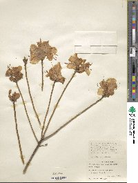 Rhododendron mucronulatum image