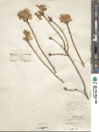 Rhododendron mucronulatum image