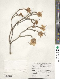 Rhododendron mucronulatum image