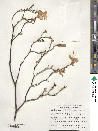 Rhododendron mucronulatum image