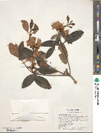 Rhododendron minus image