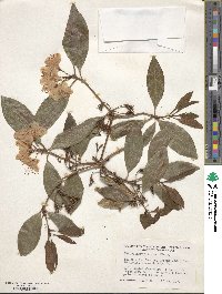 Rhododendron minus image