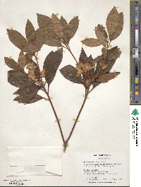Rhododendron minus image