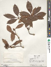Rhododendron minus image