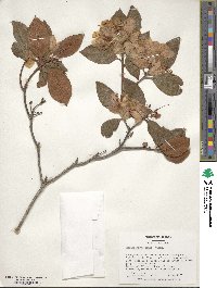 Rhododendron minus image
