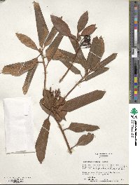 Rhododendron minus image