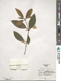 Rhododendron minus image
