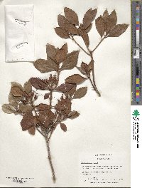 Rhododendron minus image
