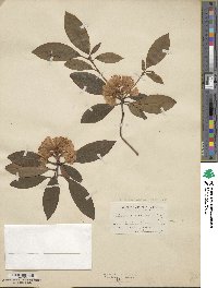Rhododendron minus image