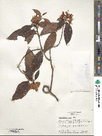 Rhododendron minus image