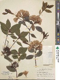 Rhododendron minus image