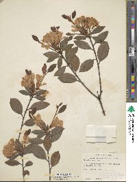 Rhododendron minus image