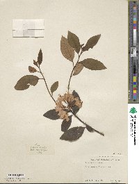 Rhododendron minus image