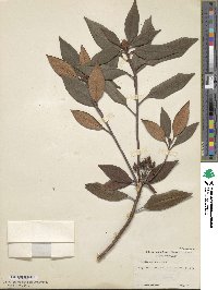 Rhododendron minus image