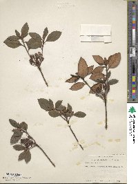 Rhododendron minus image