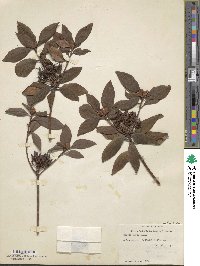 Rhododendron minus image