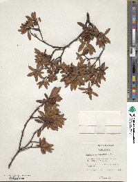 Rhododendron micranthum image