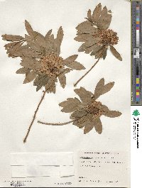 Rhododendron micranthum image